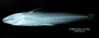 Pimelodella griffini FMNH 57974 holo lat x
